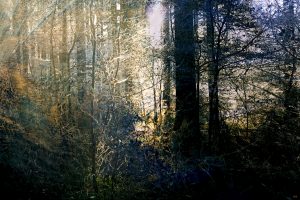 FAIRYTALE FOREST 3